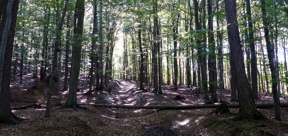 Im Nationalpark Kellerwald-Edersee
