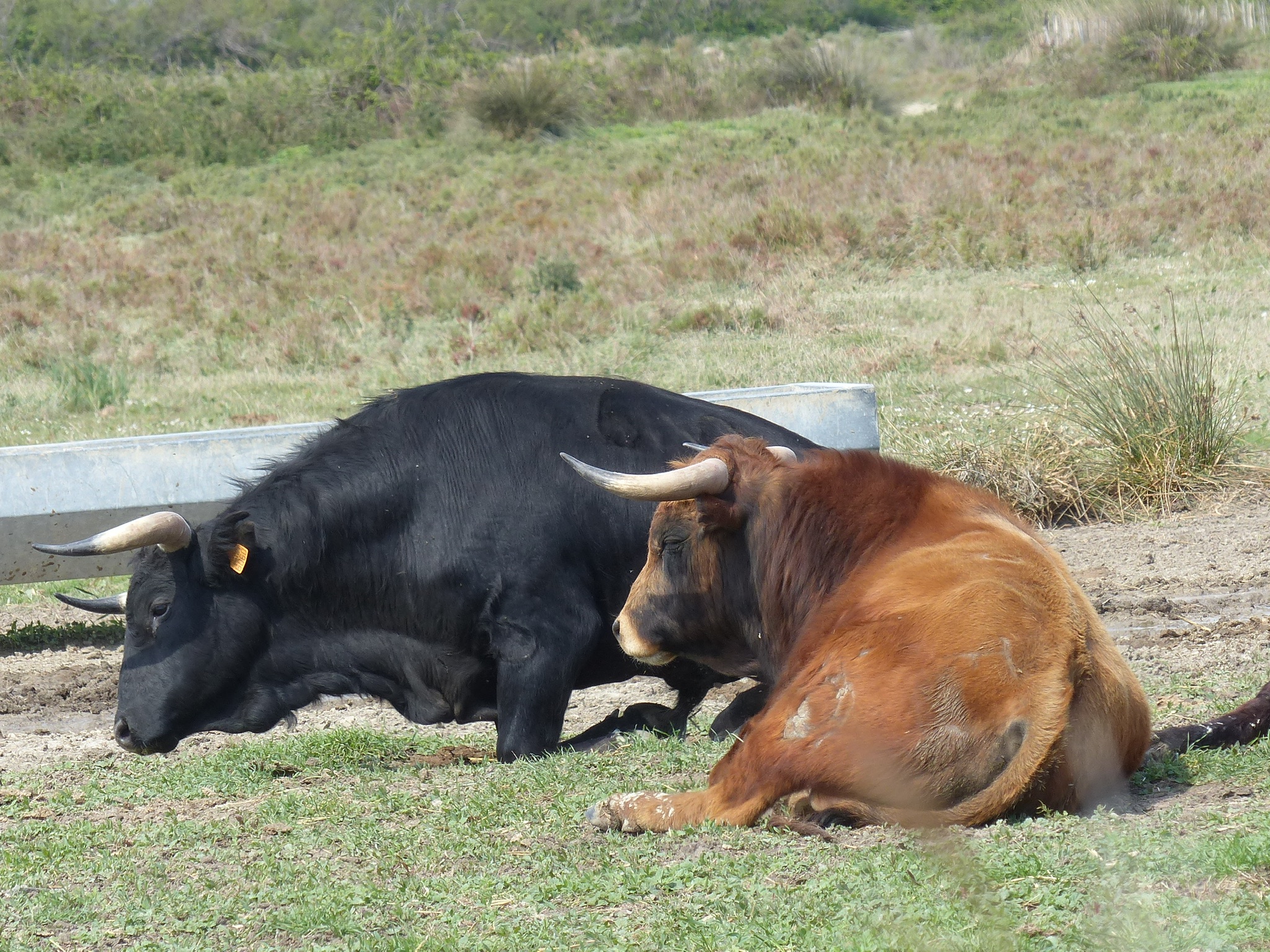 Die berühmten Camargue-Stiere.