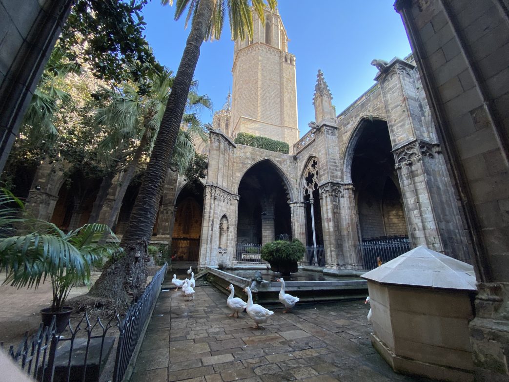 Die Gänse in La Catedral de la Santa Creu i Santa Eulàlia Foto: Weirauch
