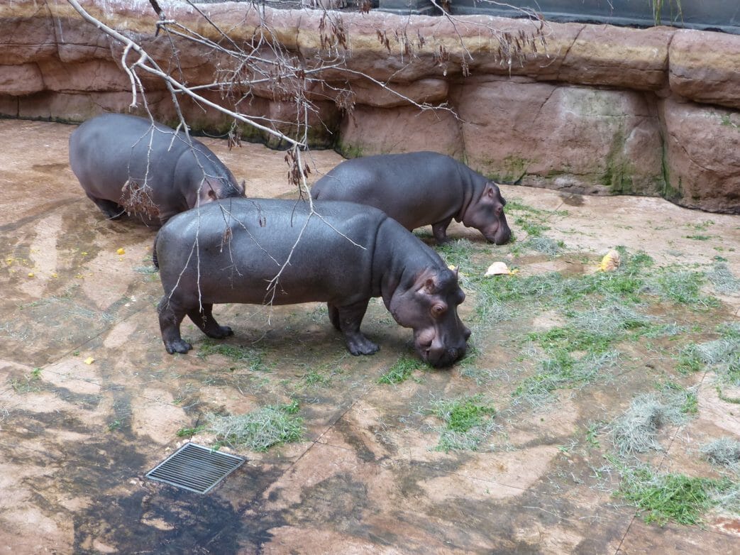 Flusspferde im Zoo Breslau